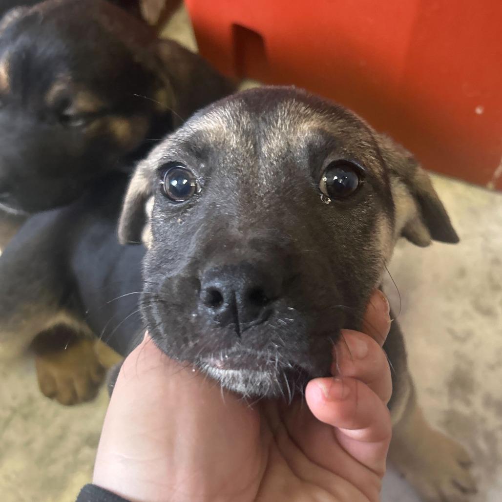 Pac, Adoptable, Puppy Male Mixed Breed.