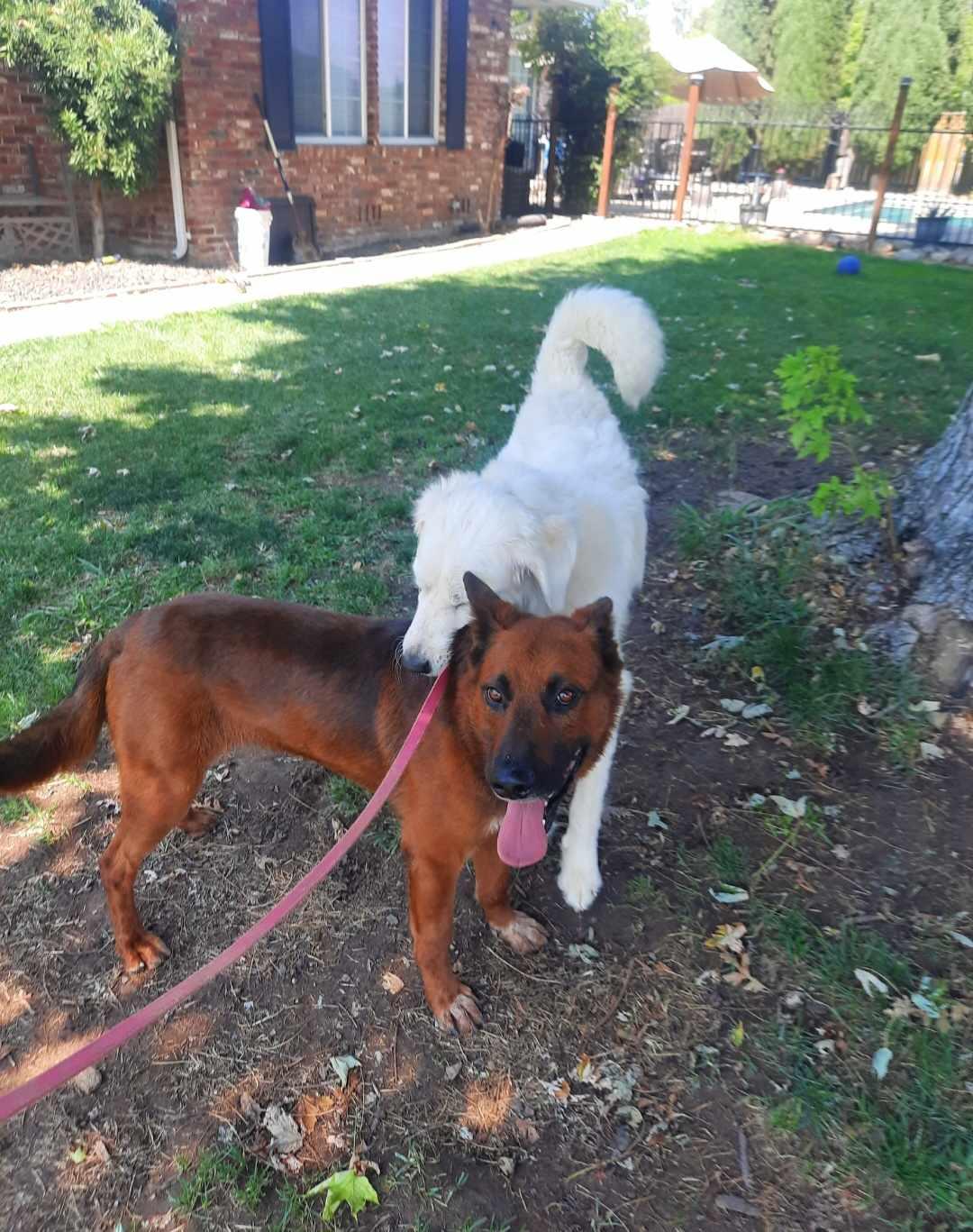 Enlarge Rudy, a Adoptable mixed breed in Wilton, CA image 1/5