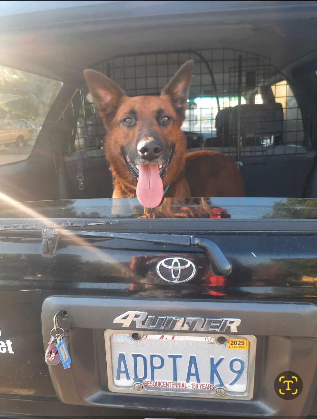 Enlarge Rudy, a Adoptable mixed breed in Wilton, CA image 2/5