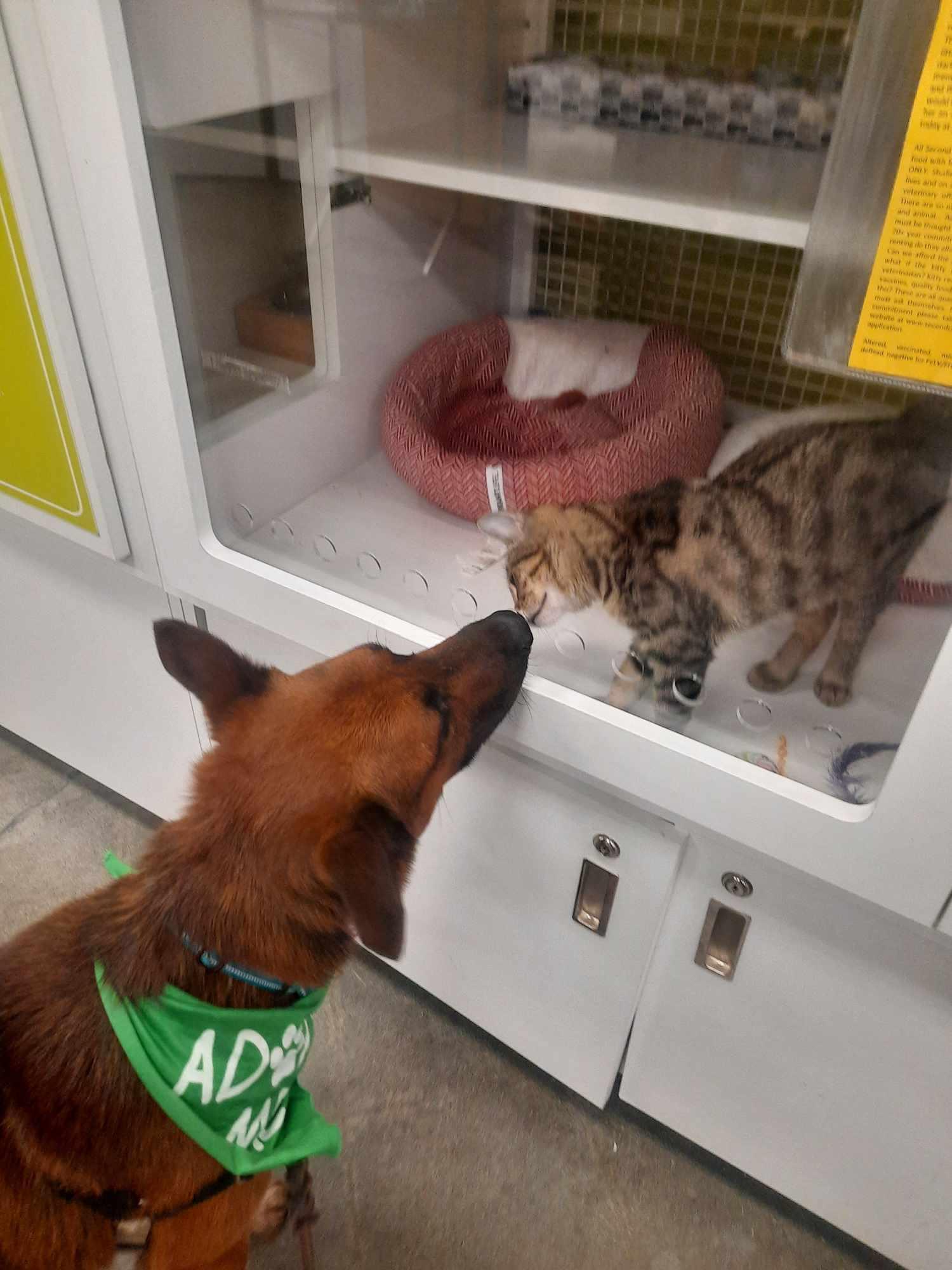 Enlarge Rudy, a Adoptable mixed breed in Wilton, CA image 3/5