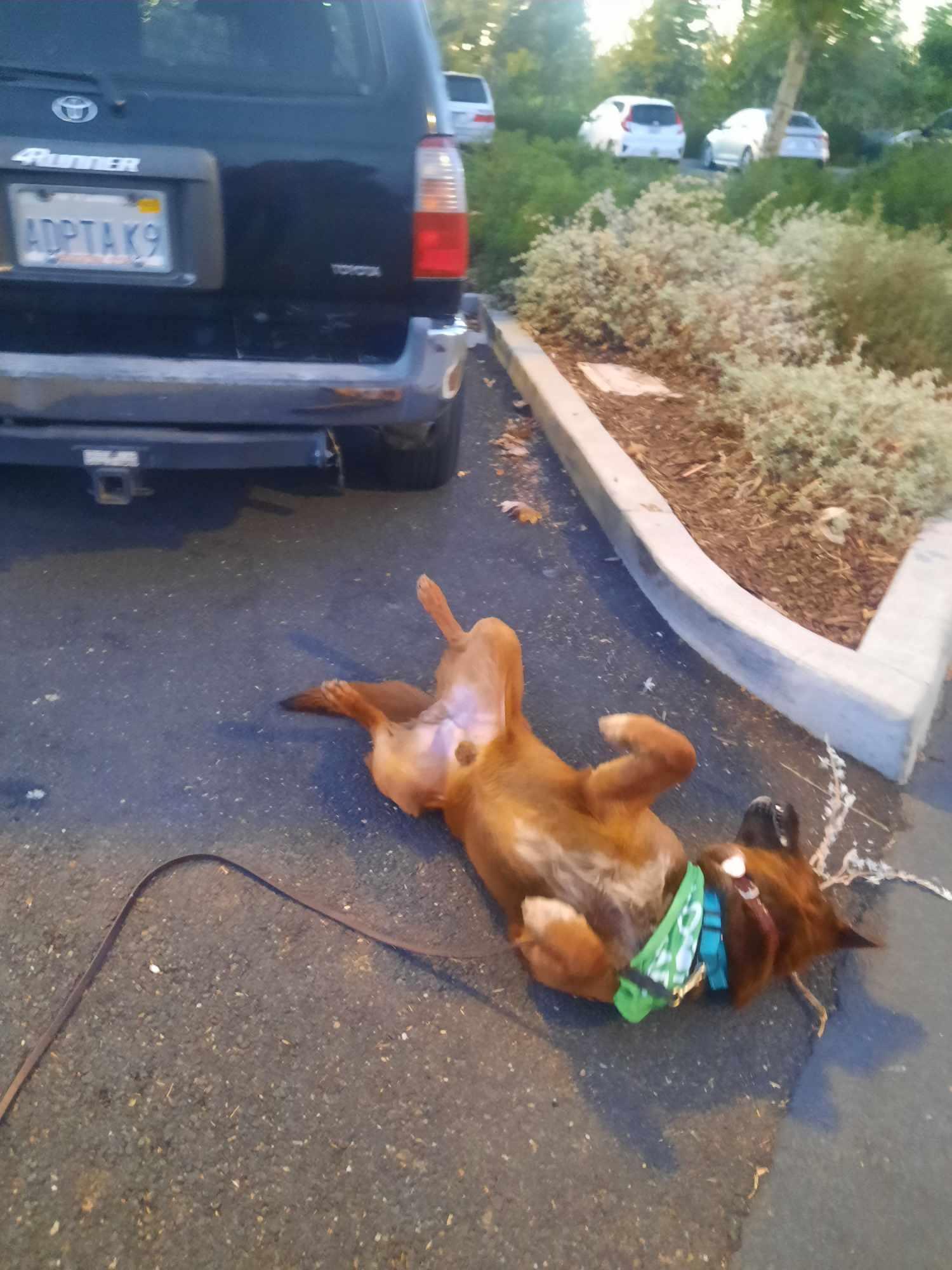 Enlarge Rudy, a Adoptable mixed breed in Wilton, CA image 4/5