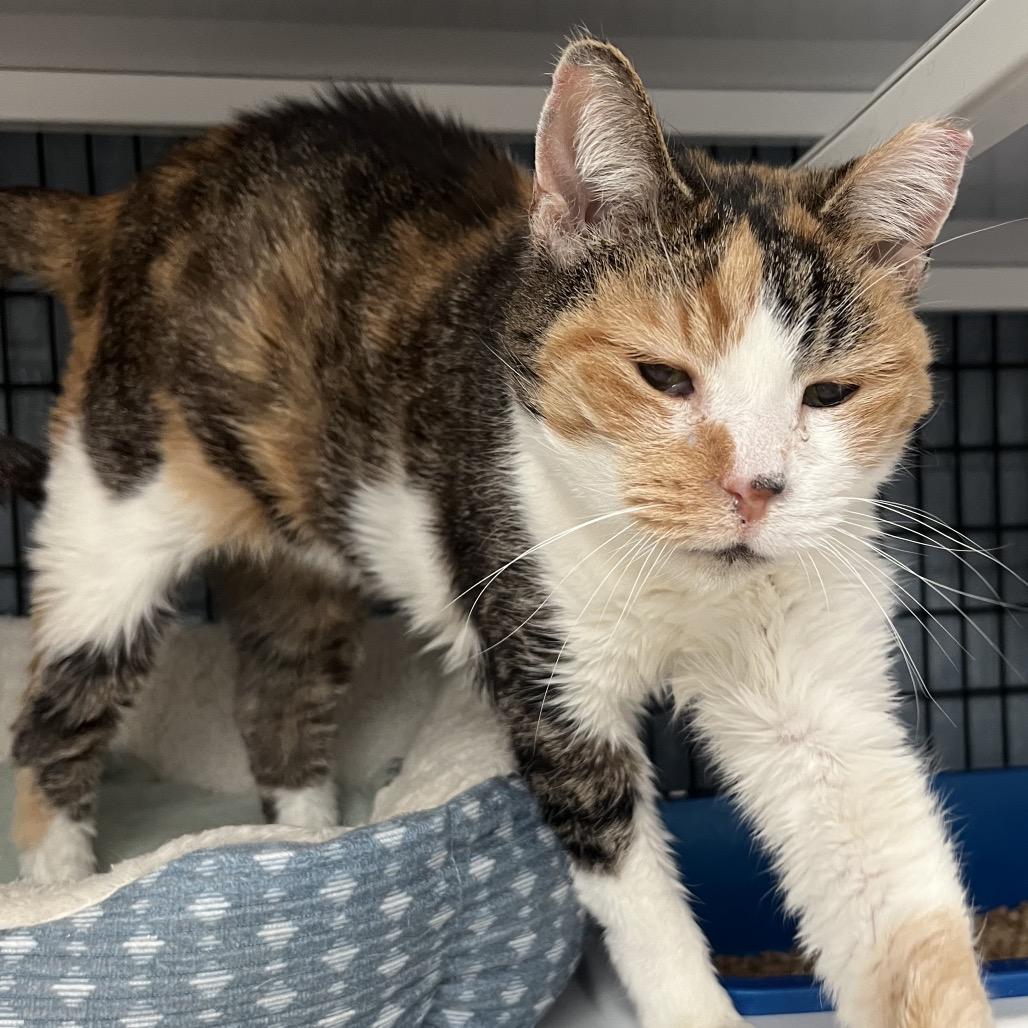 Shrew, Adoptable, Senior Female Domestic Short Hair.