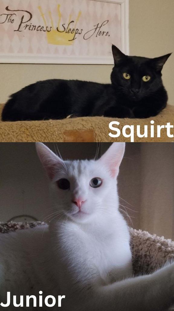 Squirt / Junior, a Adoptable Calico in San Pedro, CA image 1/4