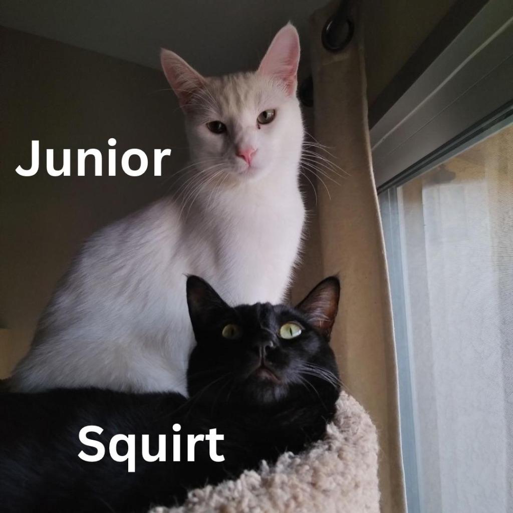 Enlarge Squirt / Junior, a Adoptable Calico in San Pedro, CA image 1/4