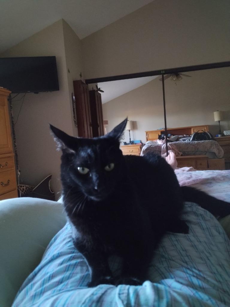 Squirt / Junior, a Adoptable Calico in San Pedro, CA image 4/4