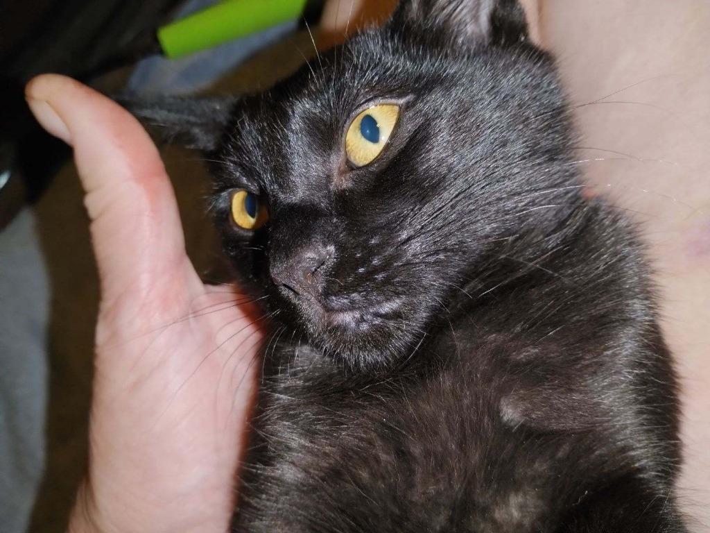 Squirt / Junior, a Adoptable Calico in San Pedro, CA image 4/4