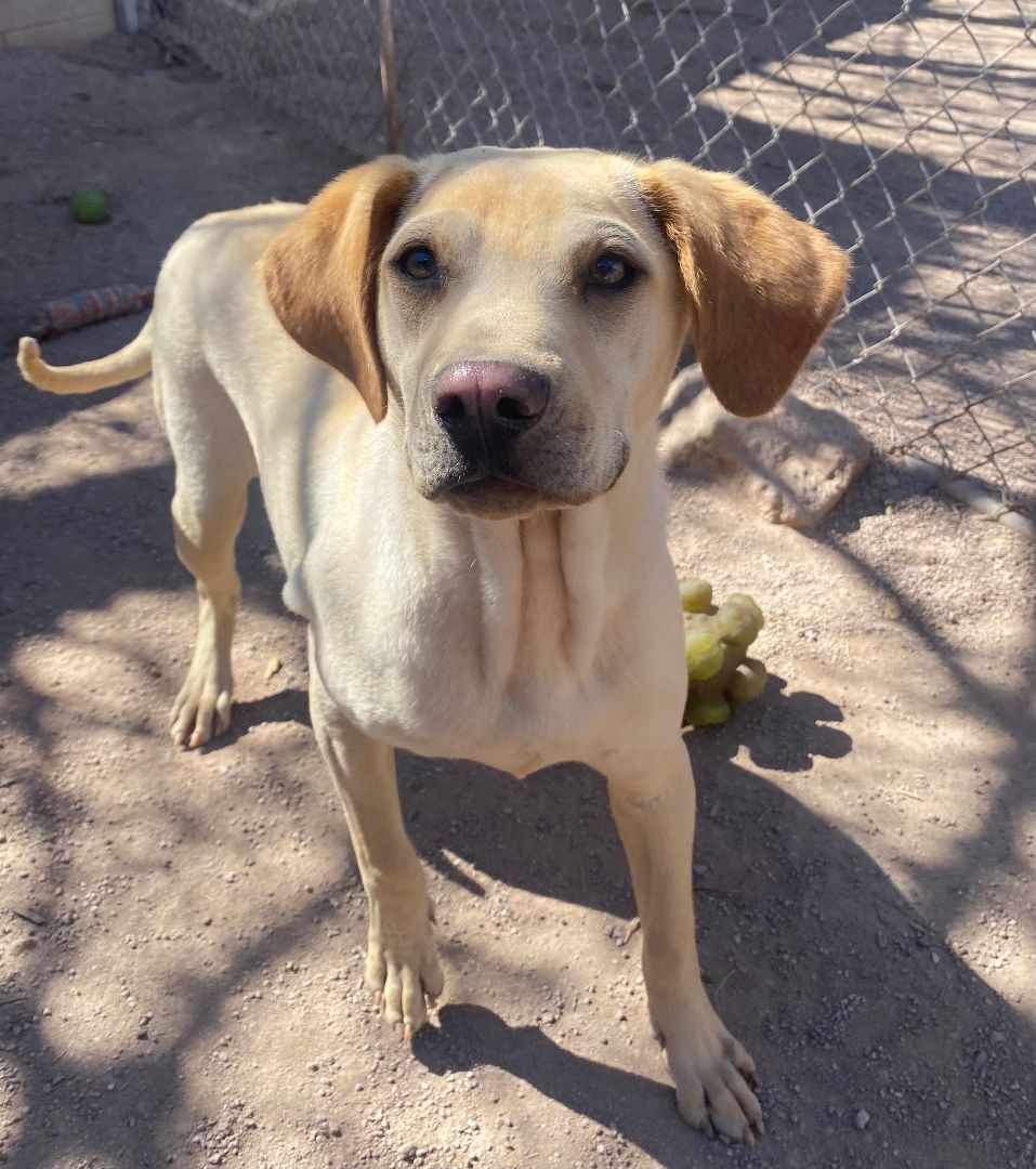 Enlarge Potpie, a Adoptable Shar-Pei in Nogales, AZ image 8/8