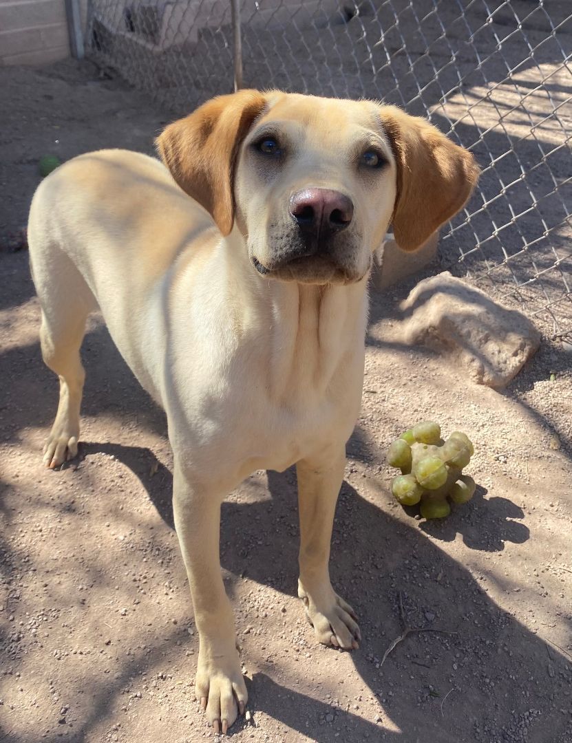 Potpie, a Adoptable Shar-Pei in Nogales, AZ image 1/8
