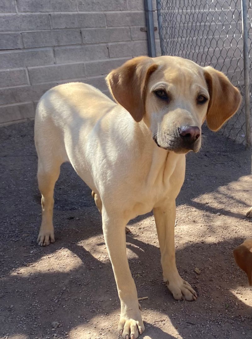 Enlarge Potpie, a Adoptable Shar-Pei in Nogales, AZ image 7/8