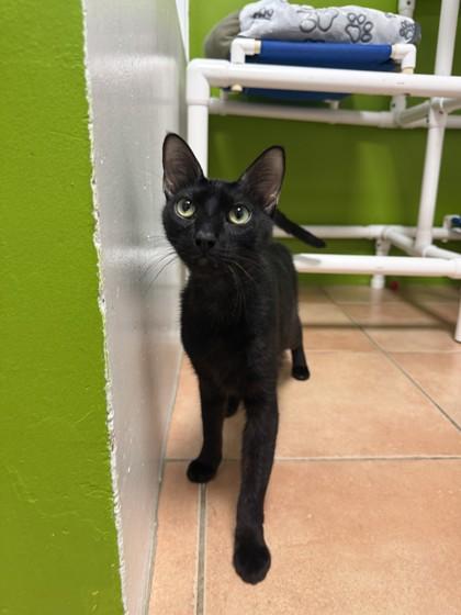 Enlarge Nickel, a Adoptable mixed breed in North Miami Beach, FL image 1/2
