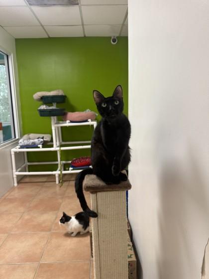 Enlarge Nickel, a Adoptable mixed breed in North Miami Beach, FL image 2/2
