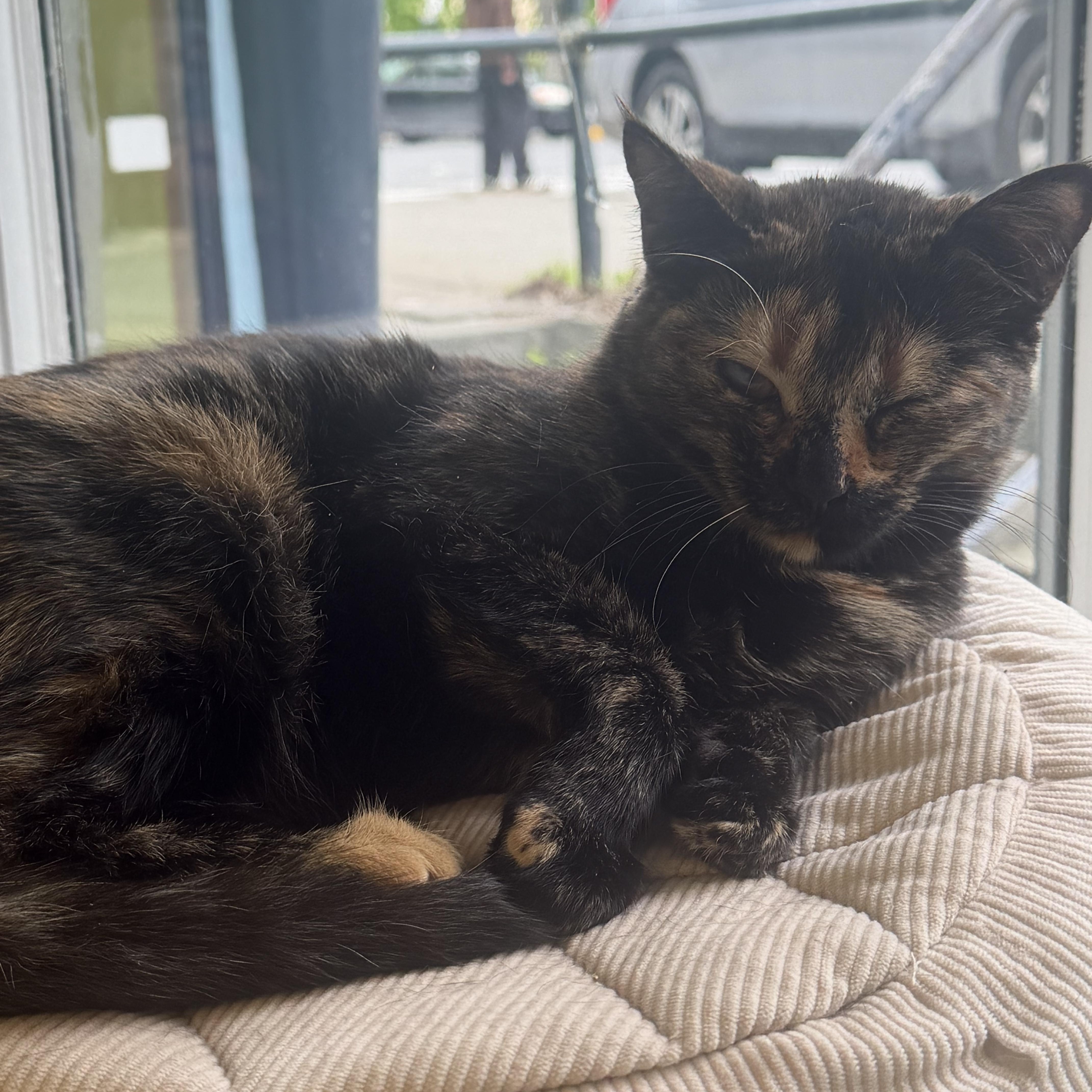 Apple, Adoptable, Young Female Domestic Short Hair.