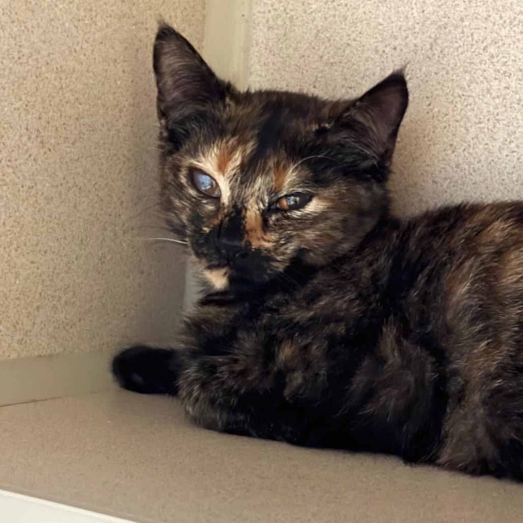 Enlarge Apple, a Adoptable Domestic Short Hair in Hudson, NY image 1/1