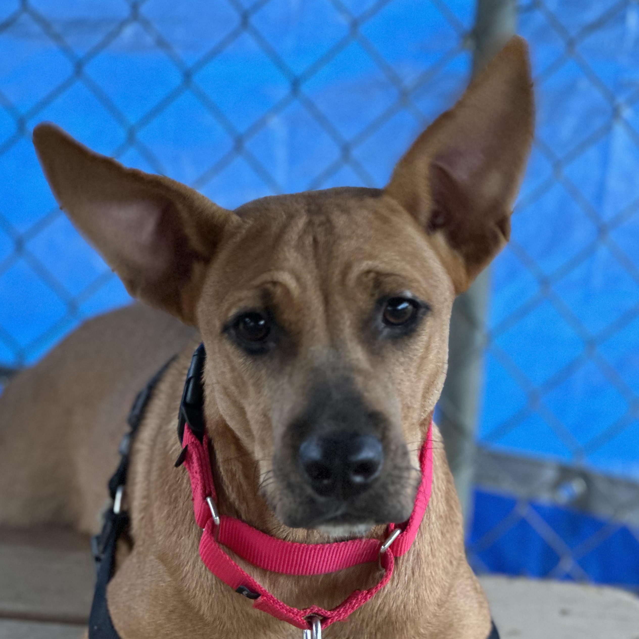 Amber, Adoptable, Young Female Shepherd.