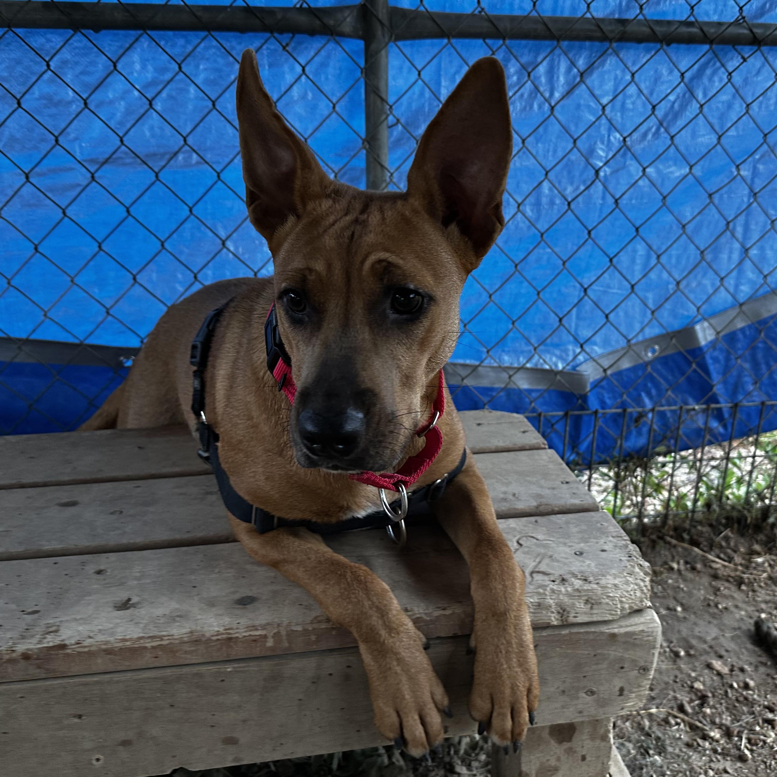 Enlarge Amber, a Adoptable mixed breed in Bulverde, TX image 5/6