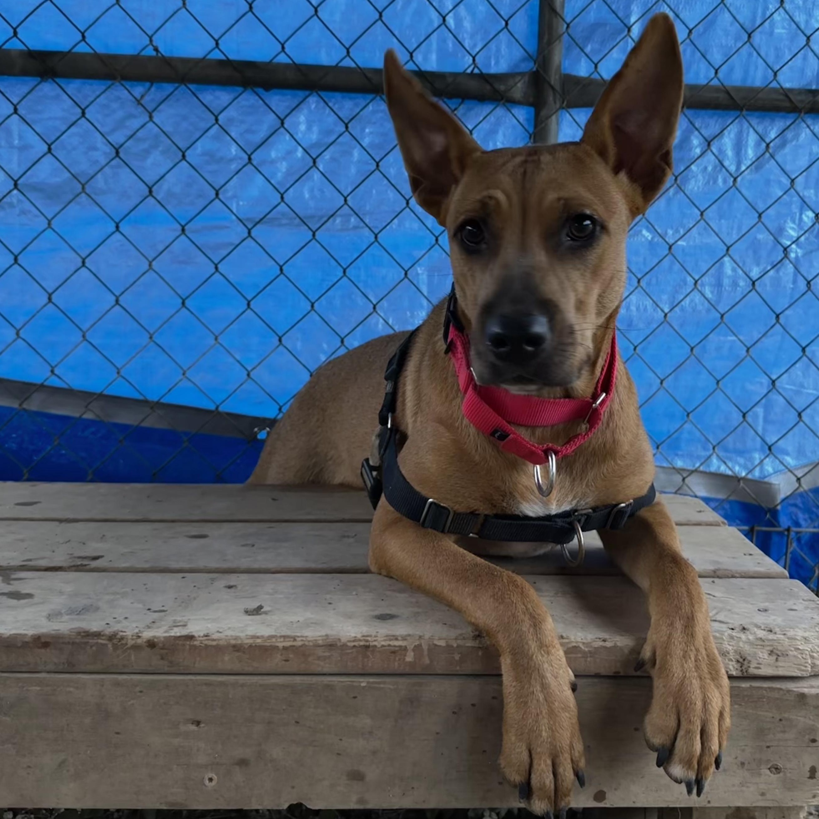 Enlarge Amber, a Adoptable mixed breed in Bulverde, TX image 2/6