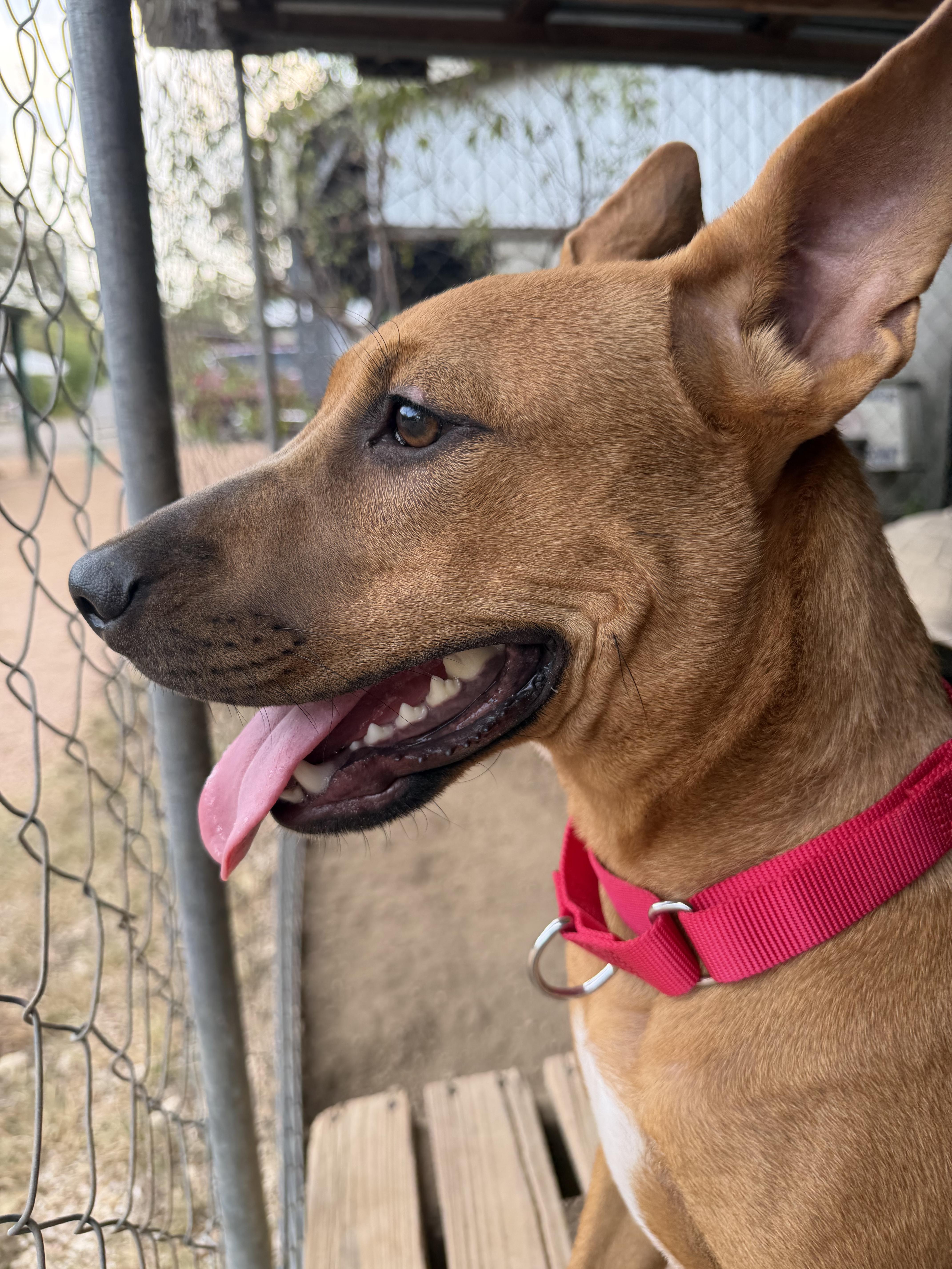 Enlarge Amber, a Adoptable mixed breed in Bulverde, TX image 4/6