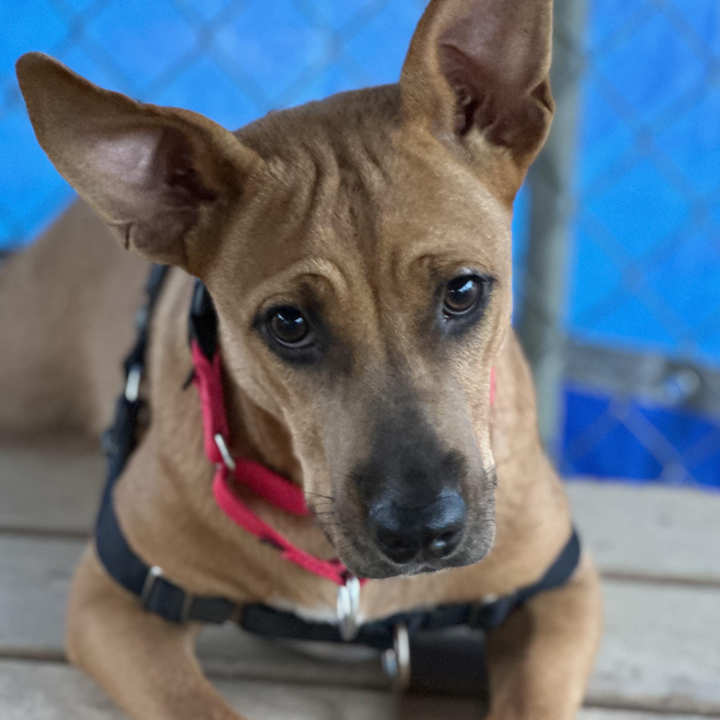Enlarge Amber, a Adoptable mixed breed in Bulverde, TX image 6/6