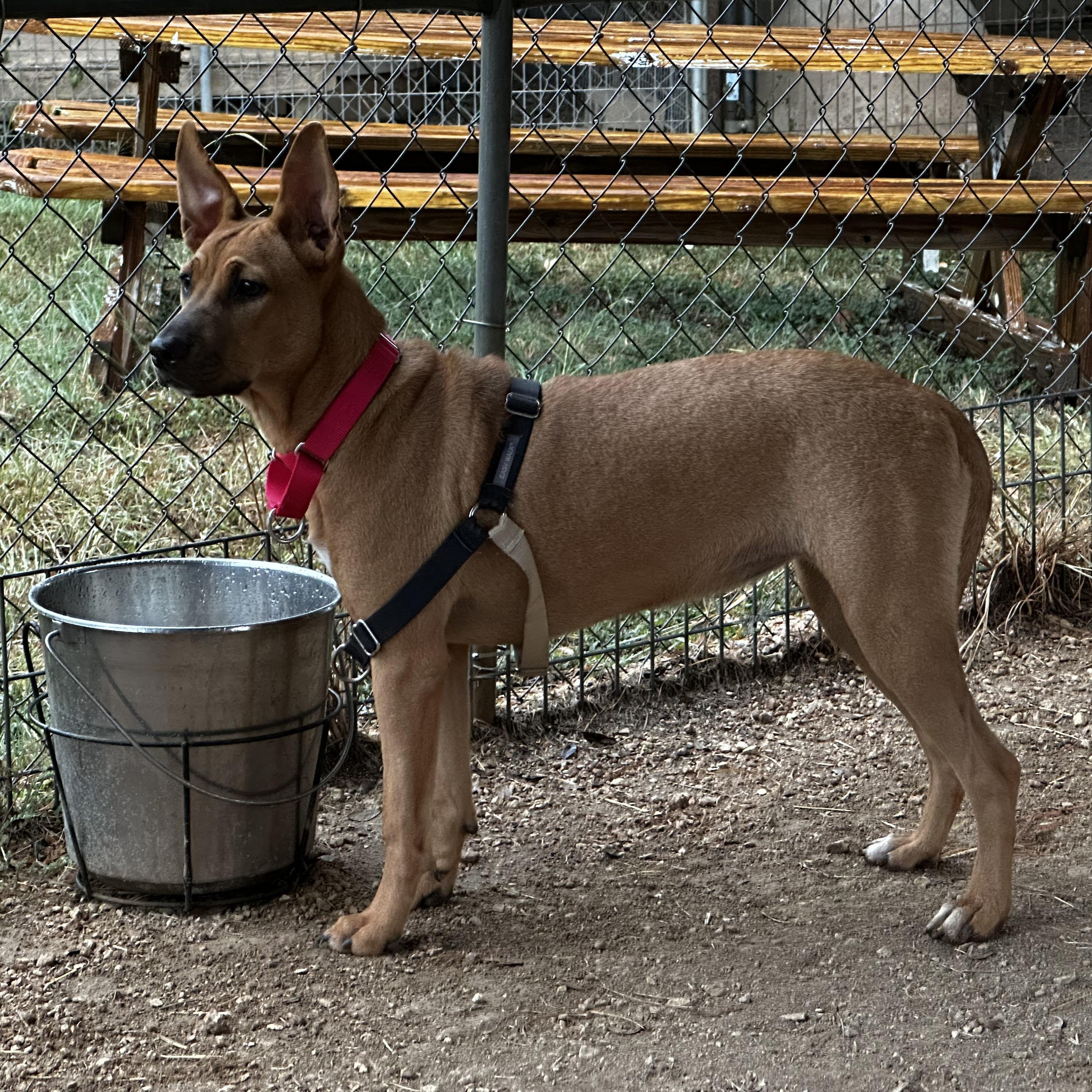 Enlarge Amber, a Adoptable mixed breed in Bulverde, TX image 3/6