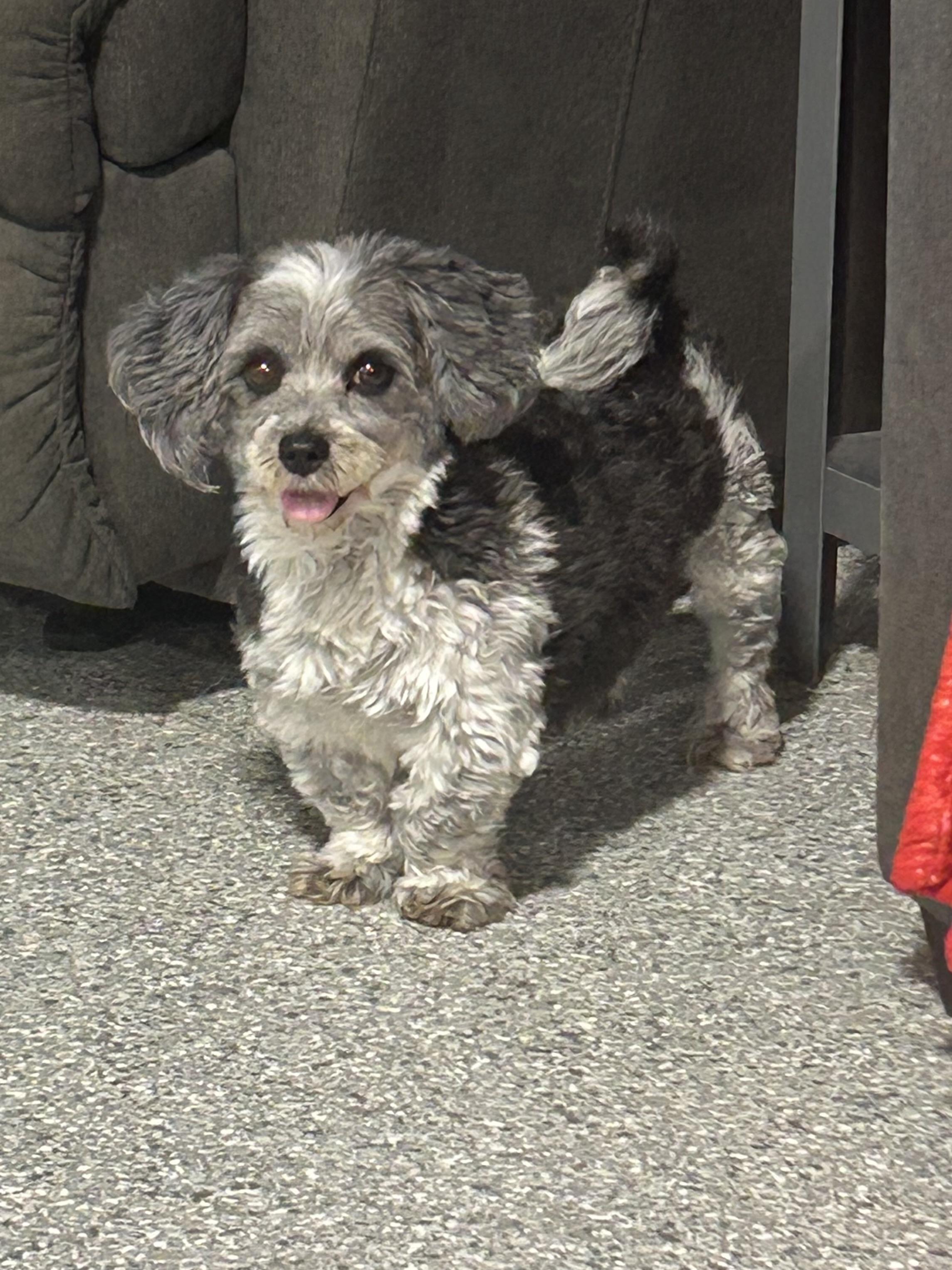 Daisey, Adoptable, Adult Female Havanese.