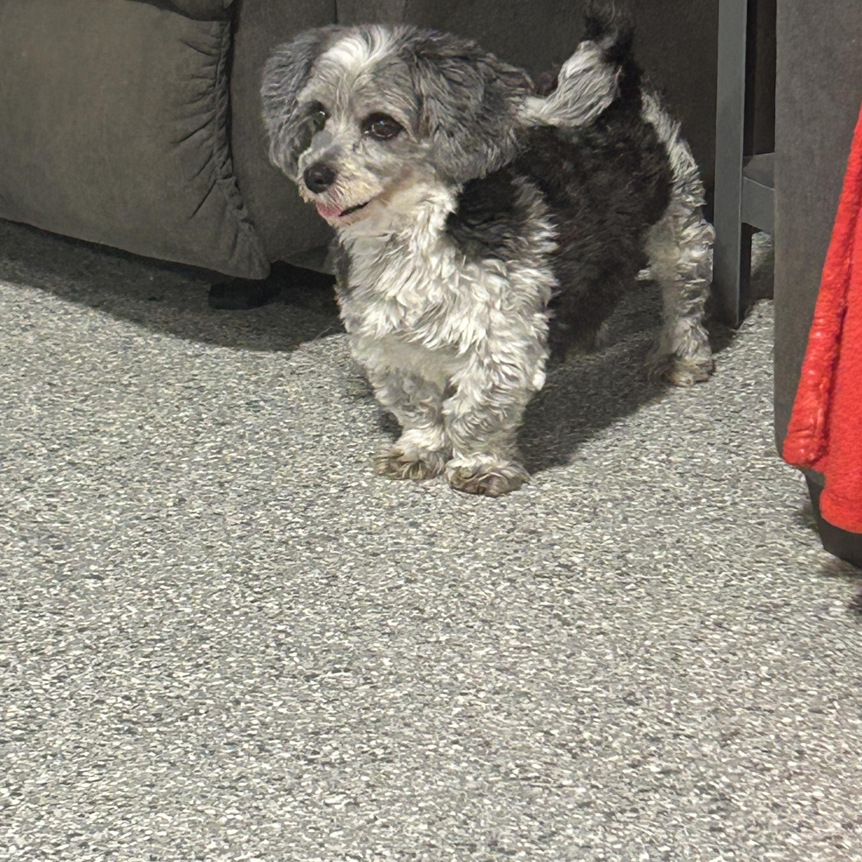 Daisey, a Adoptable Havanese in Antwerp, OH image 3/3