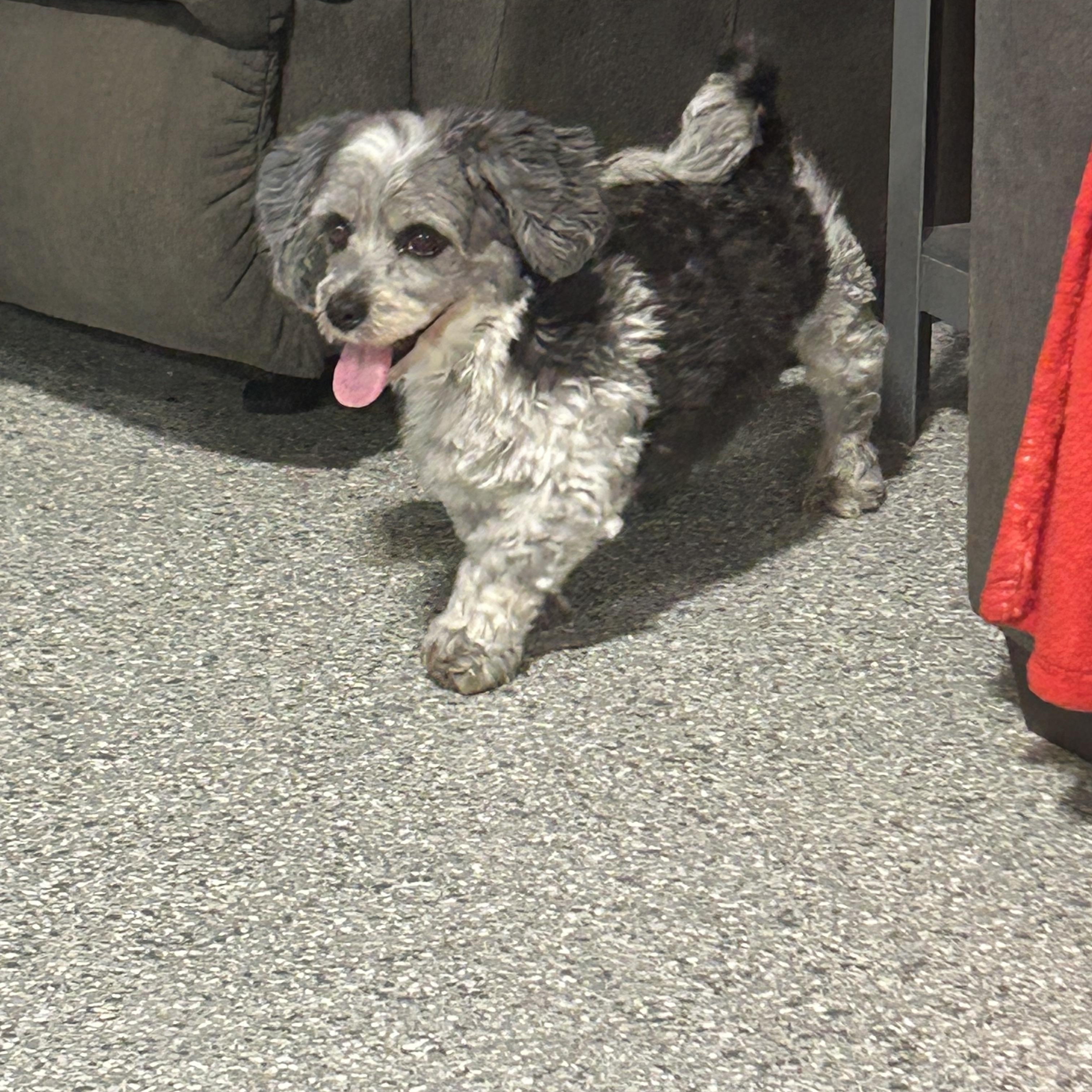 Daisey, a Adoptable Havanese in Antwerp, OH image 2/3