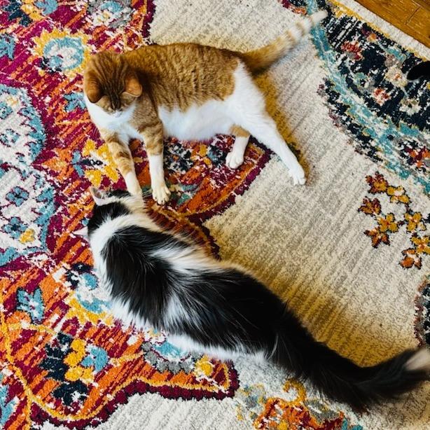 Cookie Monster thumbnail 3