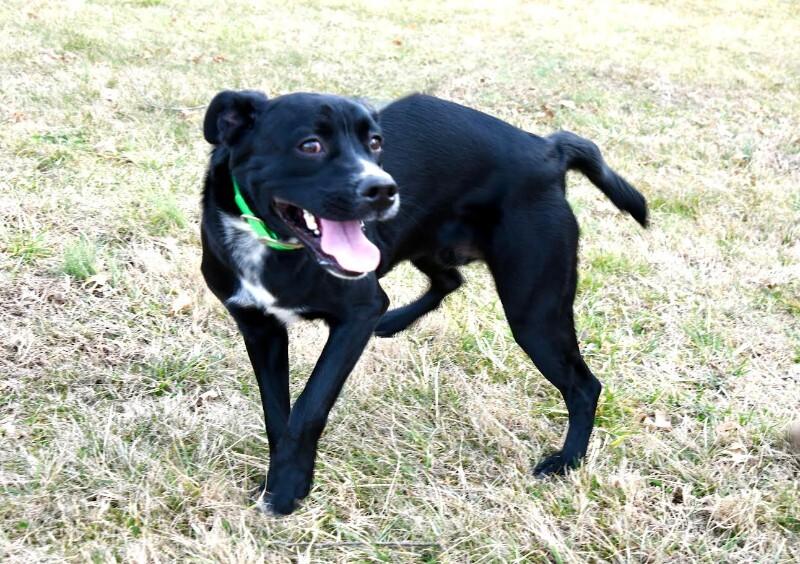 Enlarge Gabe, a Adoptable mixed breed in Maryville, TN image 1/6
