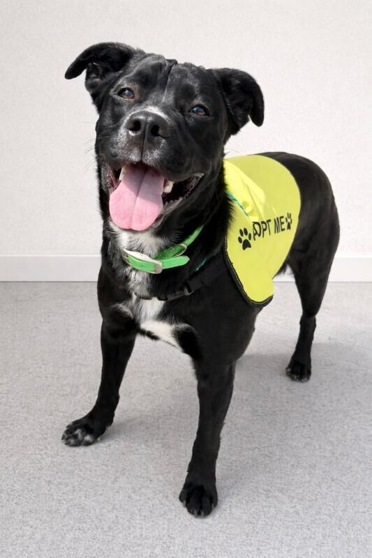 Enlarge Gabe, a Adoptable mixed breed in Maryville, TN image 2/6