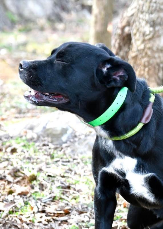 Enlarge Gabe, a Adoptable mixed breed in Maryville, TN image 3/6