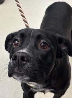 Enlarge Gabe, a Adoptable mixed breed in Maryville, TN image 4/6