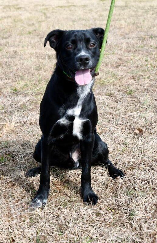 Enlarge Gabe, a Adoptable mixed breed in Maryville, TN image 5/6
