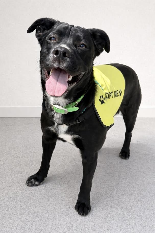 Enlarge Gabe, a Adoptable mixed breed in Maryville, TN image 6/6