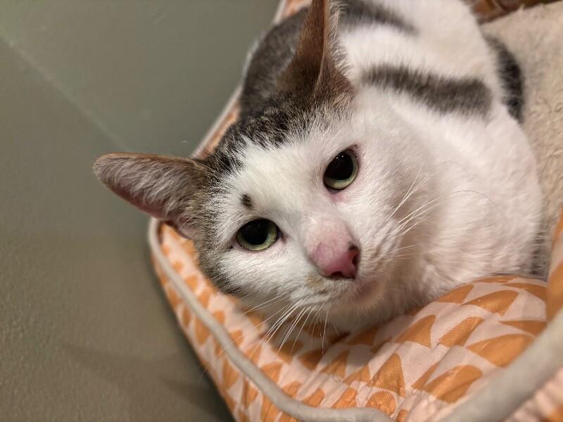 Yammi, Adoptable, Adult Female Domestic Short Hair.