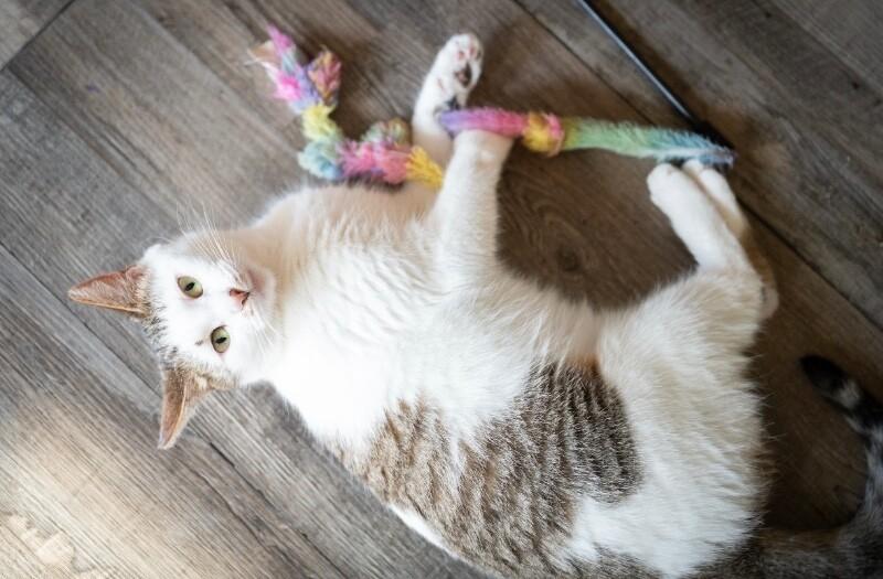 Enlarge Yammi, a Adoptable Domestic Short Hair in Grand Rapids, MI image 2/6