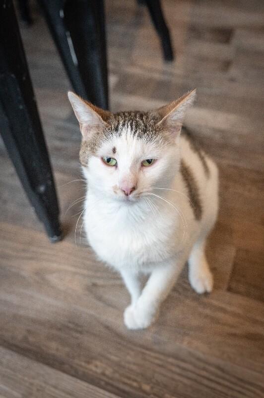 Yammi, a Adoptable Domestic Short Hair in Grand Rapids, MI image 2/6