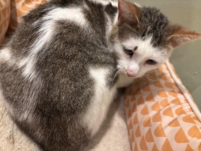 Yammi, a Adoptable Domestic Short Hair in Grand Rapids, MI image 4/6