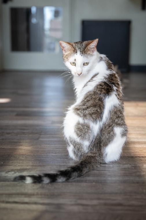 Yammi, a Adoptable Domestic Short Hair in Grand Rapids, MI image 5/6