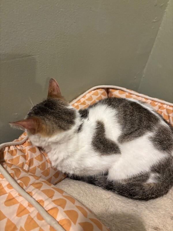 Yammi, a Adoptable Domestic Short Hair in Grand Rapids, MI image 6/6