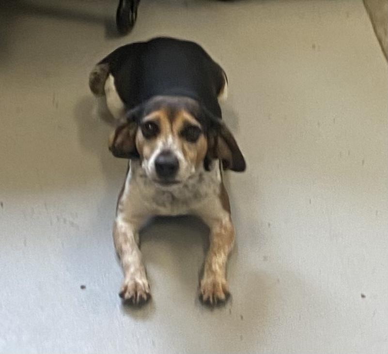 Enlarge Rooster, a Adopted Beagle in Pittsfield, IL image 1/1