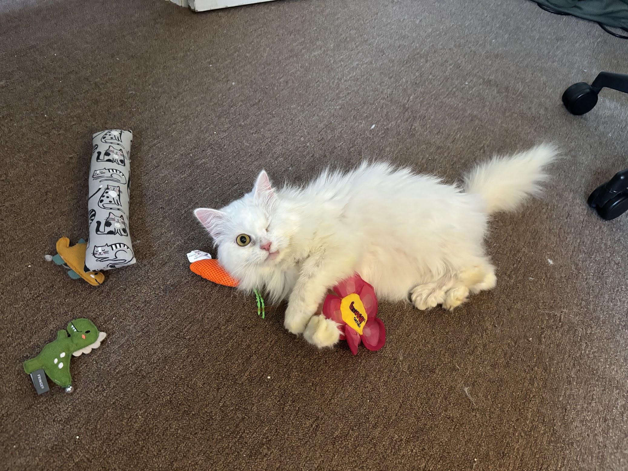 Hala, a ADOPTABLE Persian in Pittsburgh, PA image 4/6