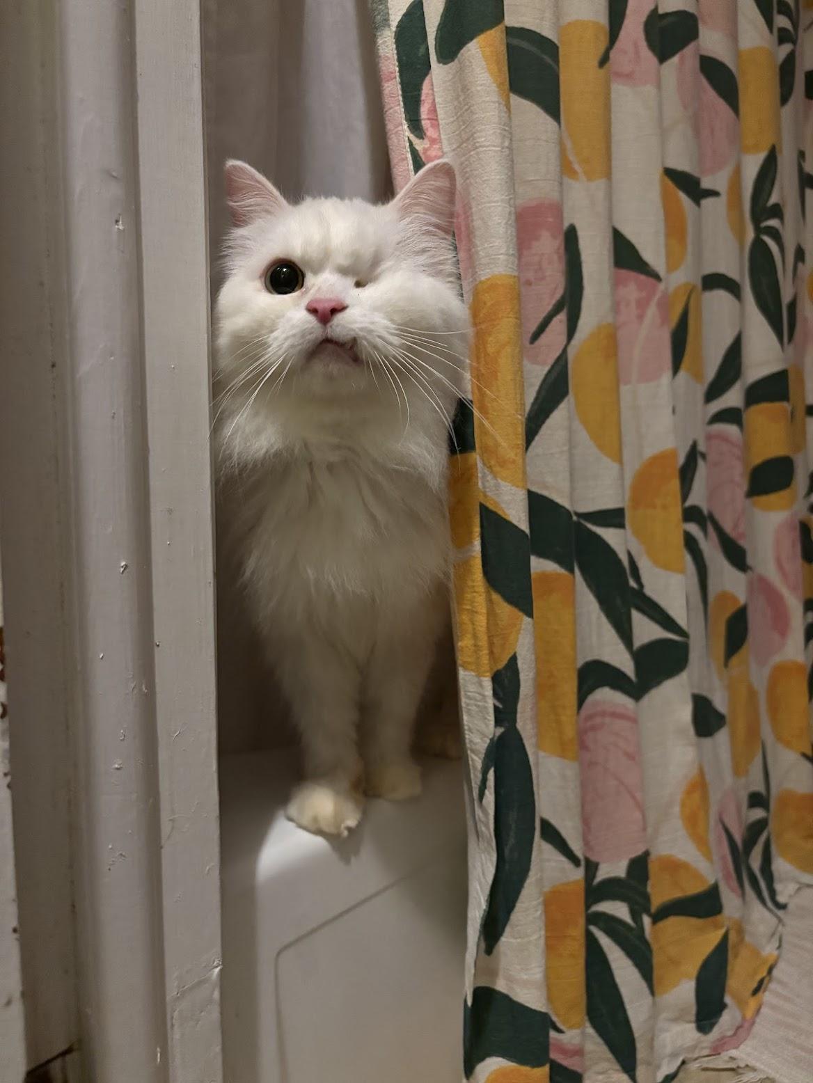 Hala, a ADOPTABLE Persian in Pittsburgh, PA image 3/6
