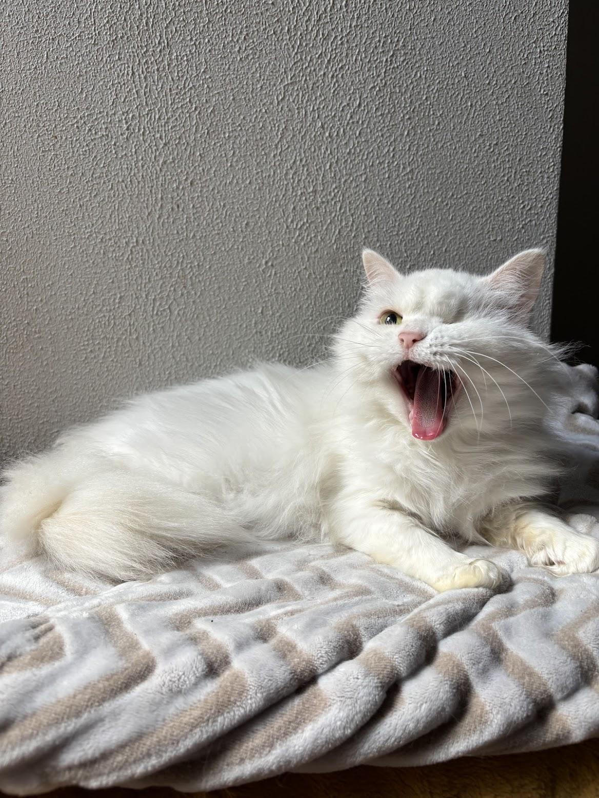 Hala, a ADOPTABLE Persian in Pittsburgh, PA image 6/6