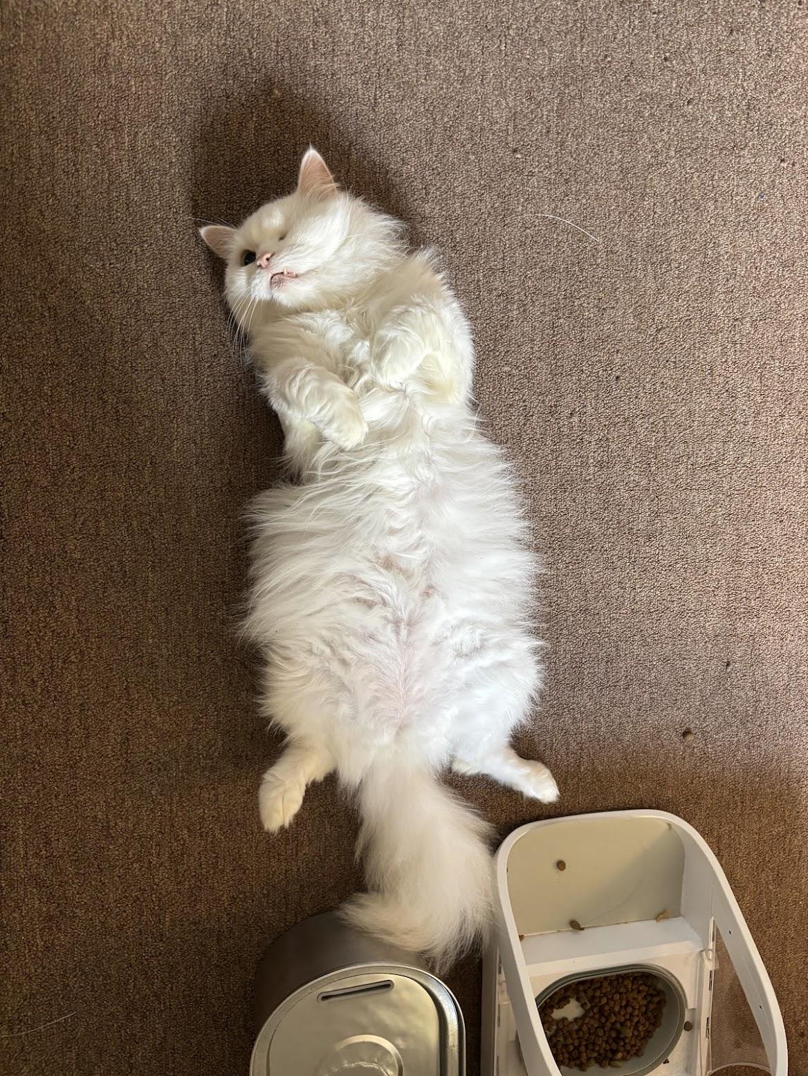 Hala, a ADOPTABLE Persian in Pittsburgh, PA image 5/6