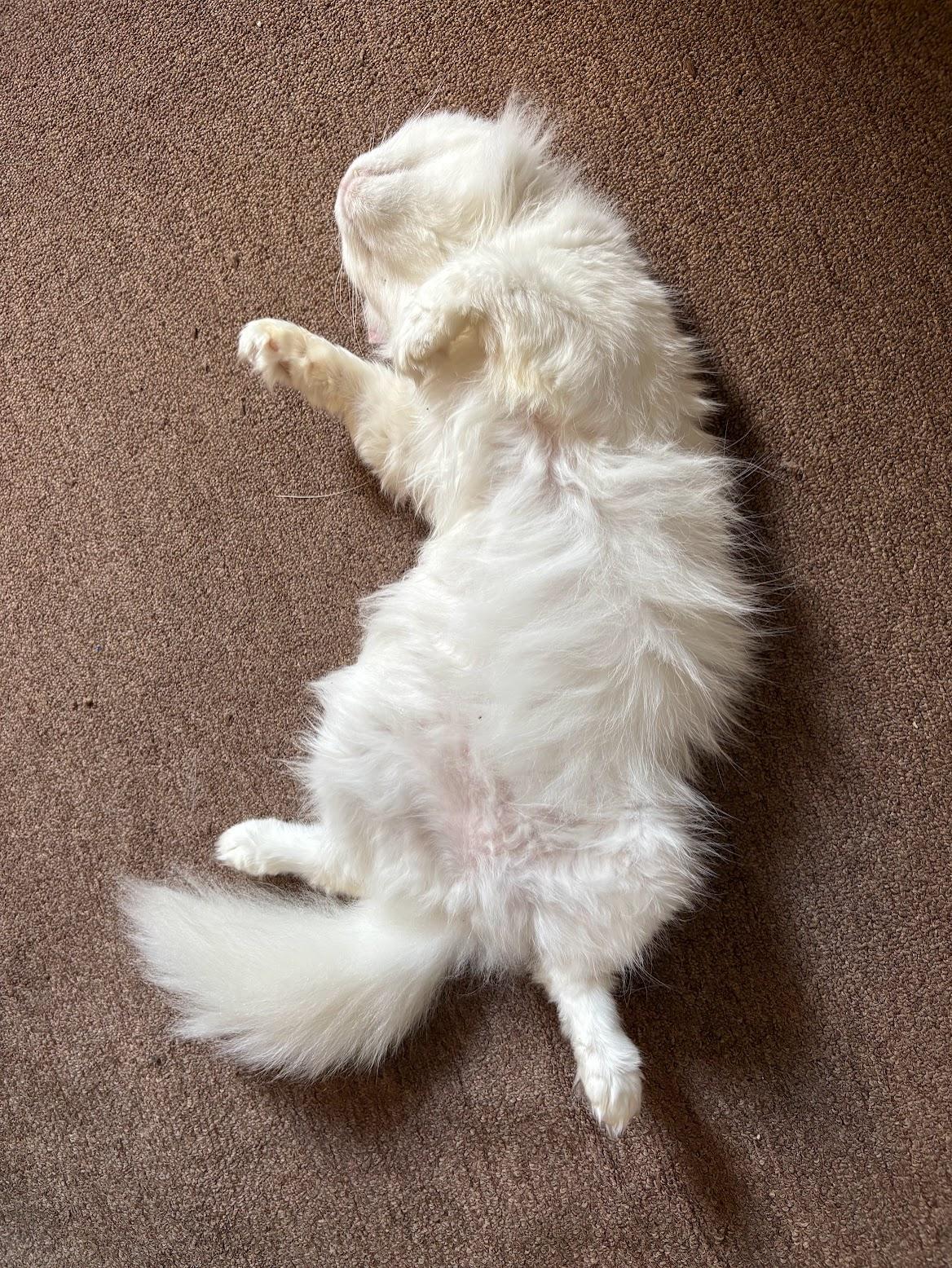 Hala, a ADOPTABLE Persian in Pittsburgh, PA image 2/6