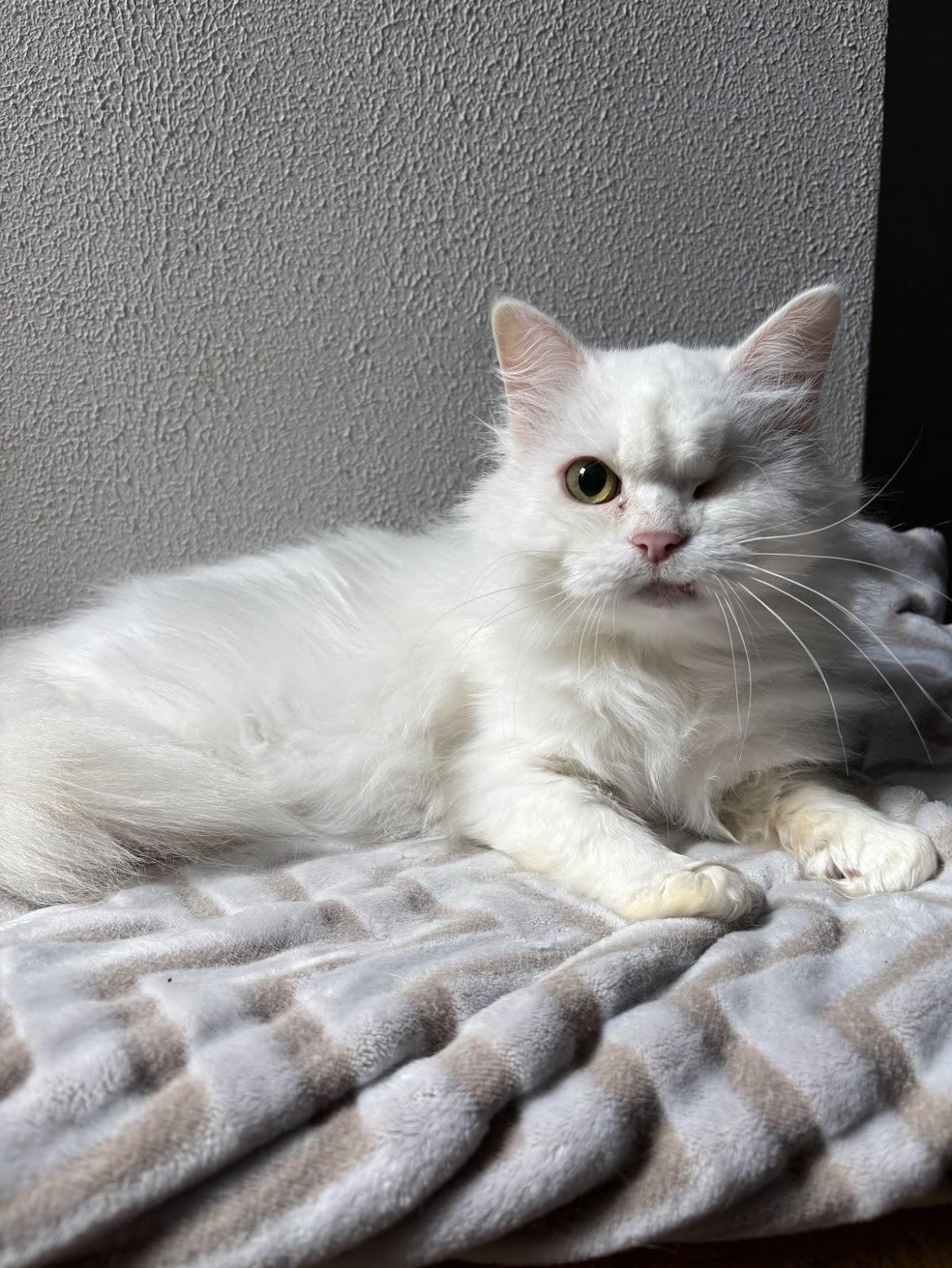 Hala, a ADOPTABLE Persian in Pittsburgh, PA image 1/6