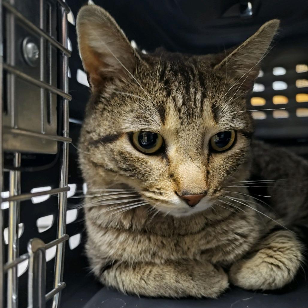 Pickle, a Adoptable Domestic Short Hair in Norfolk, NE image 1/2