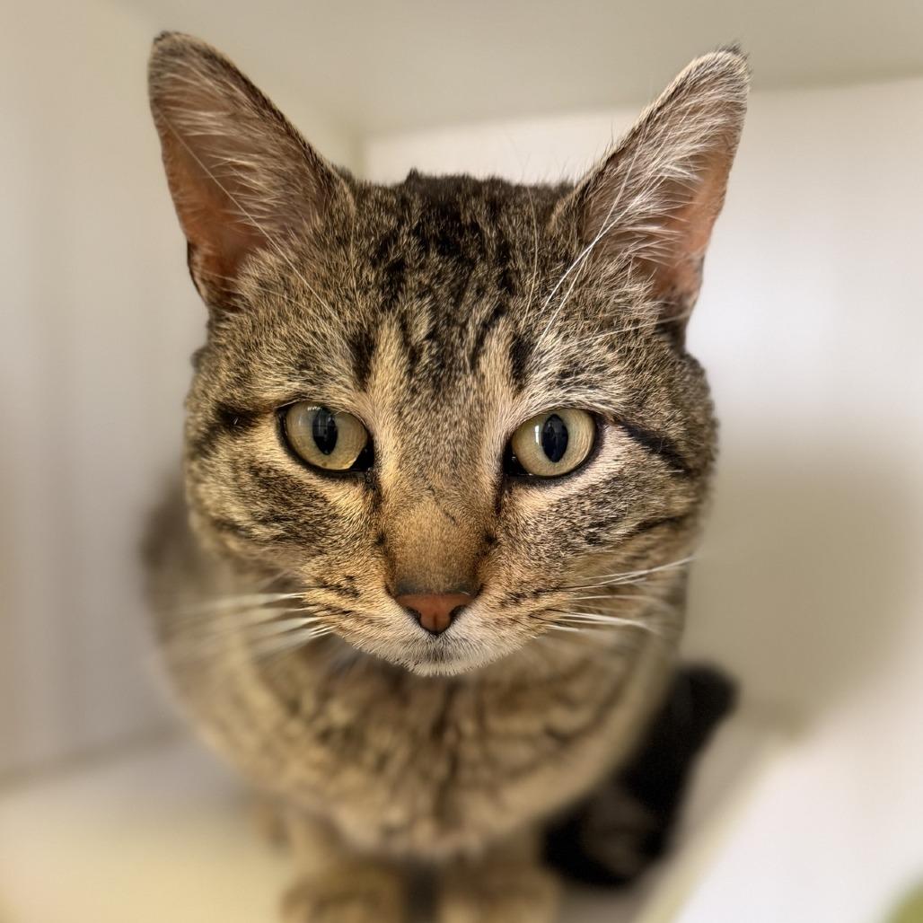 Pickle, a Adoptable Domestic Short Hair in Norfolk, NE image 2/2