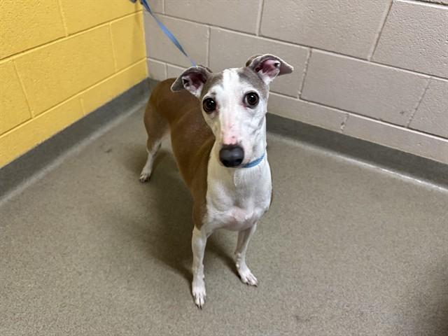 Enlarge LEYLA, a Adoptable Whippet in Colorado Springs, CO image 1/1
