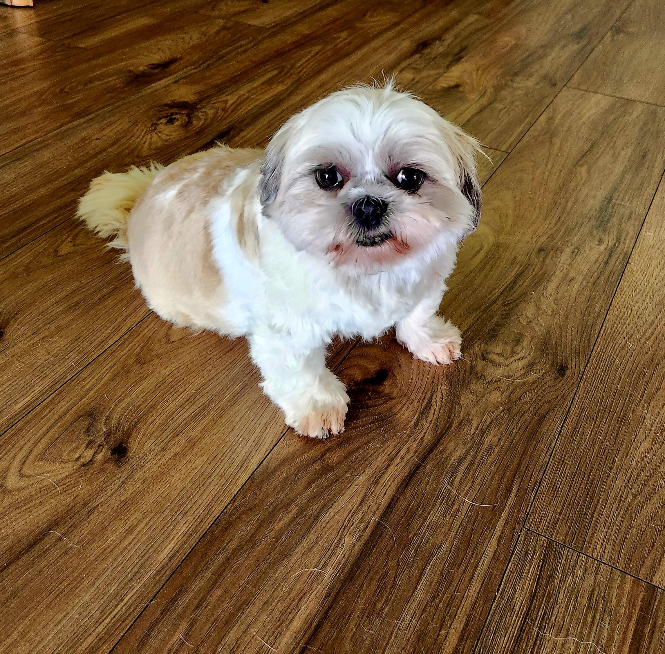 Willa